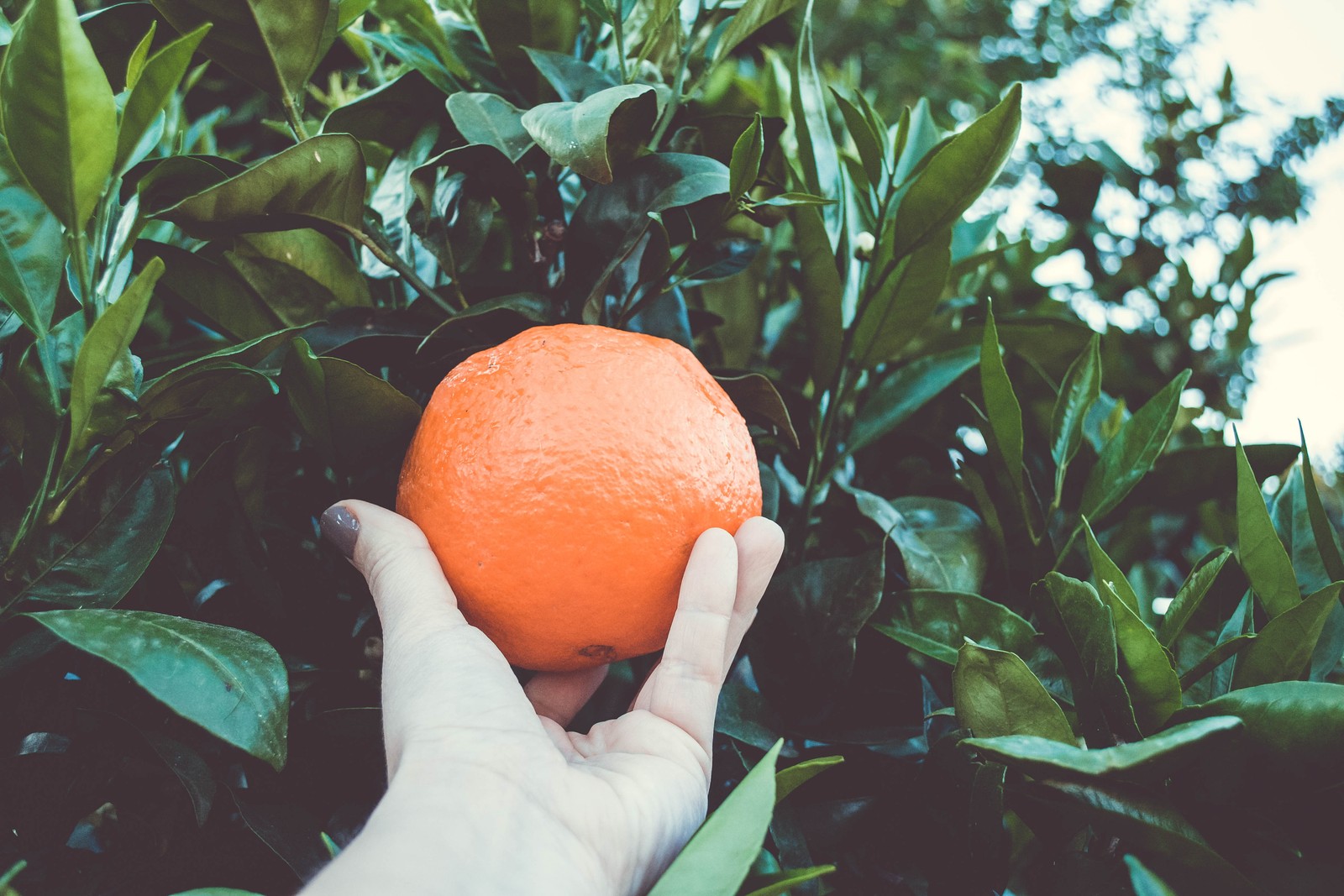 Jemand hält eine orange in der hand an einem baum (orangensaft, orange, frucht, mandarine, clementine)