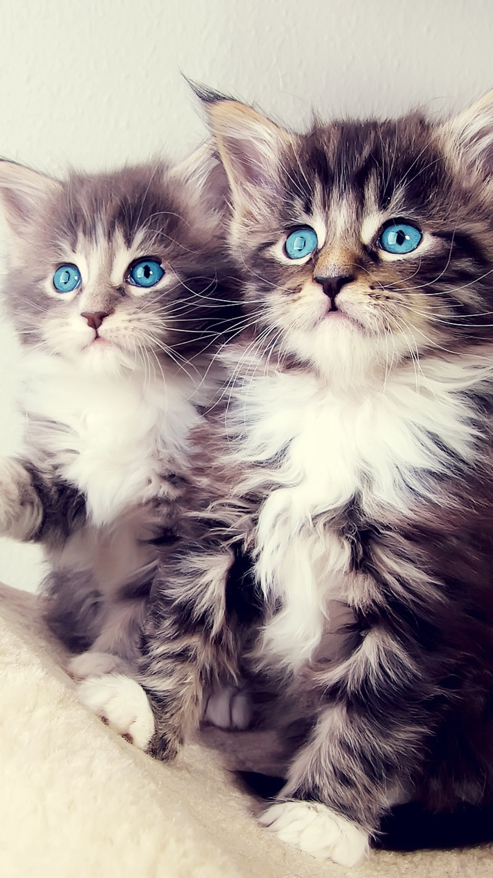 There are two kittens sitting on a couch with blue eyes (american shorthair, kitten, cuteness, cat, felidae)