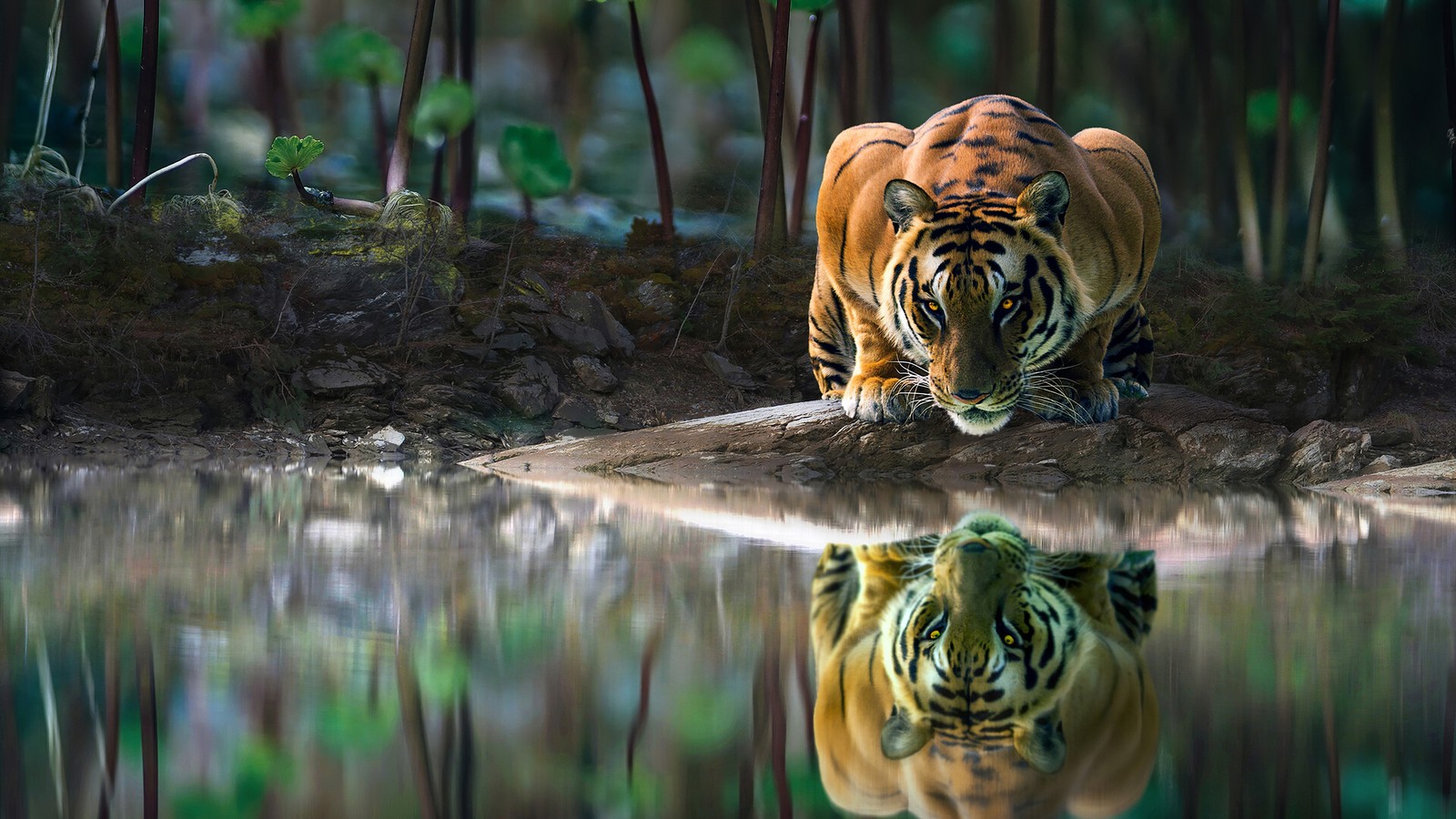 Ein tiger, der am wasser entlanggeht und sich darin spiegelt (kunst, große katzen, schnurrhaare, landsäugetier, bengalischer tiger)