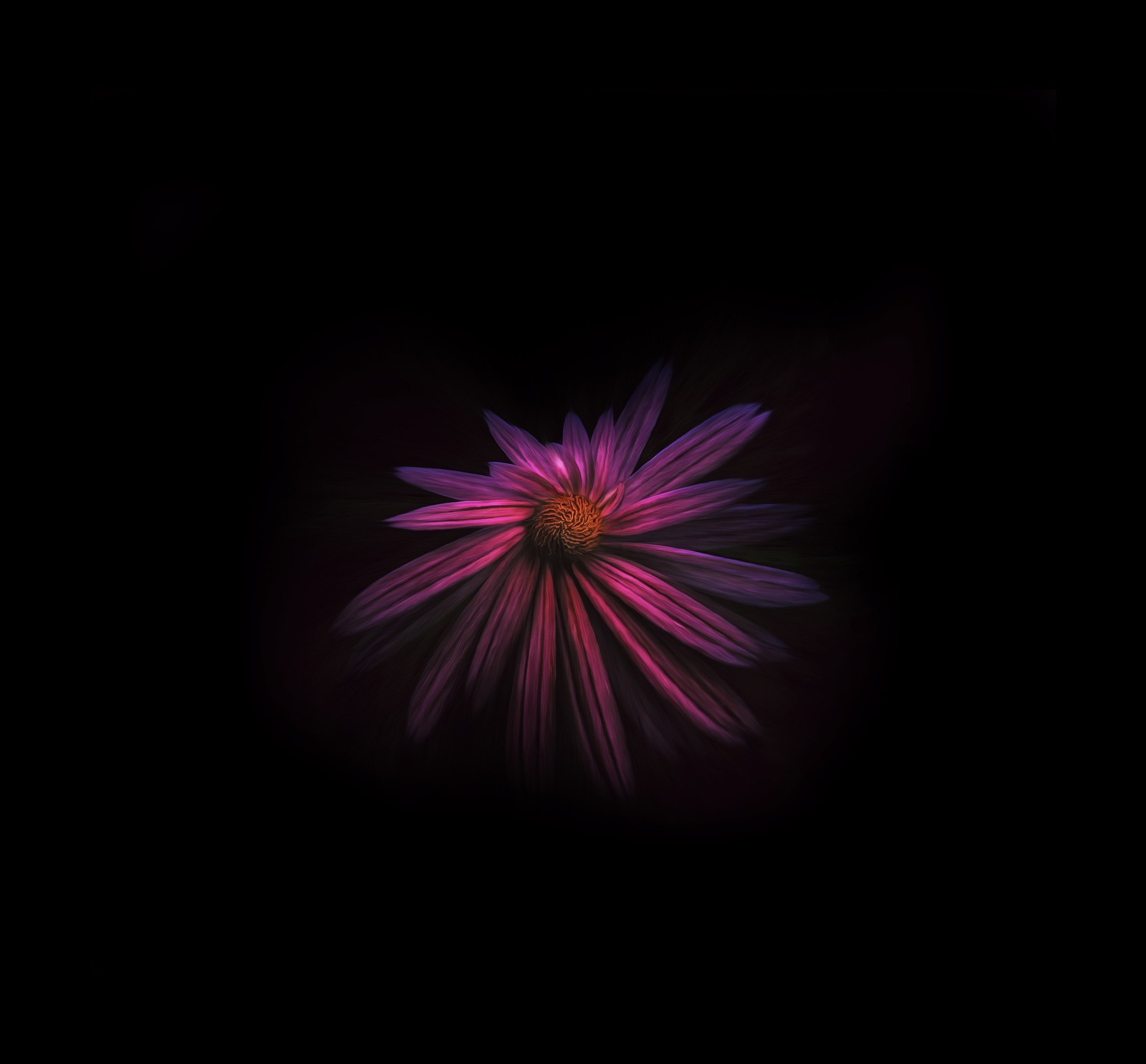 Purple flower in the dark with a black background (violet, purple, pink, darkness, petal)