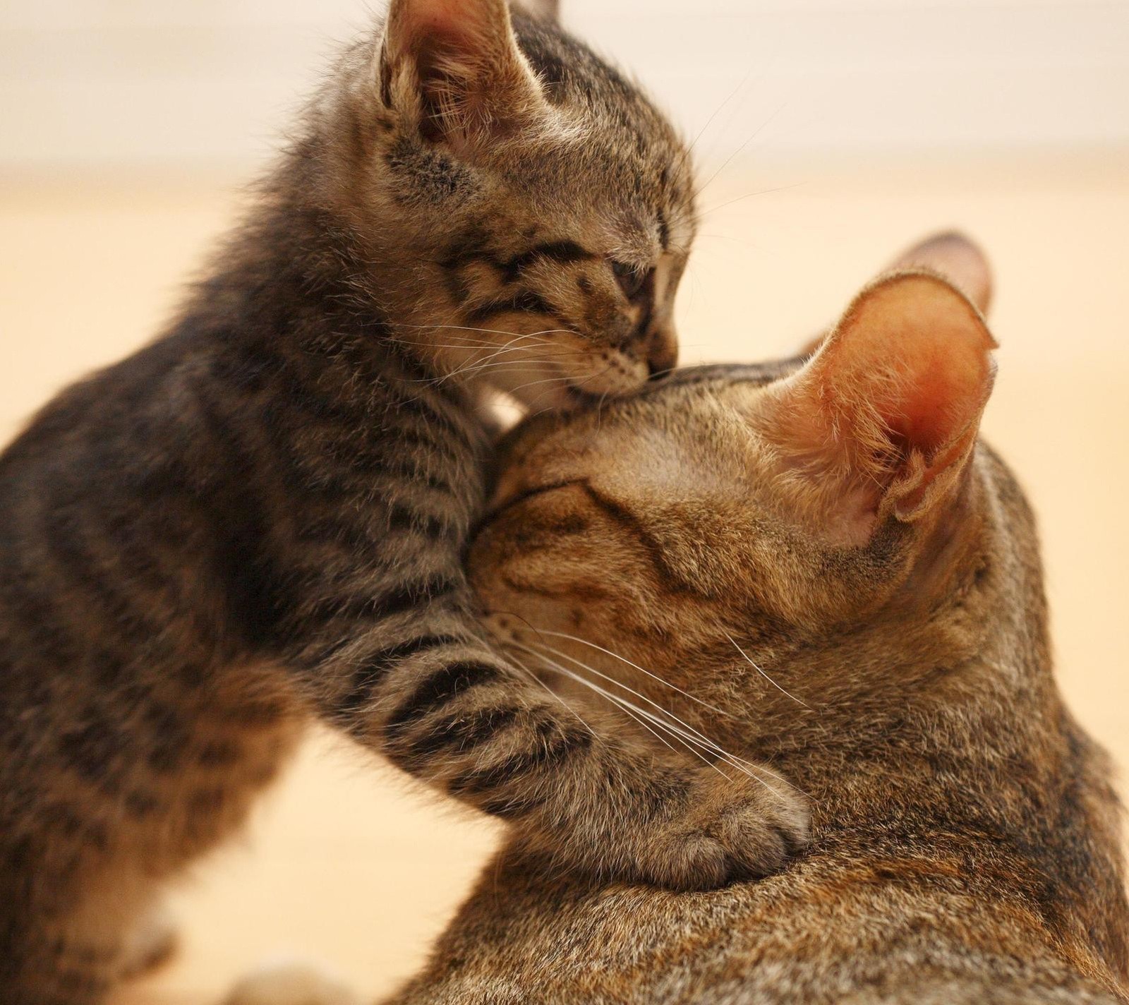 Deux chats qui se câlinent ensemble sur le sol (chat, amour, maman, mère)