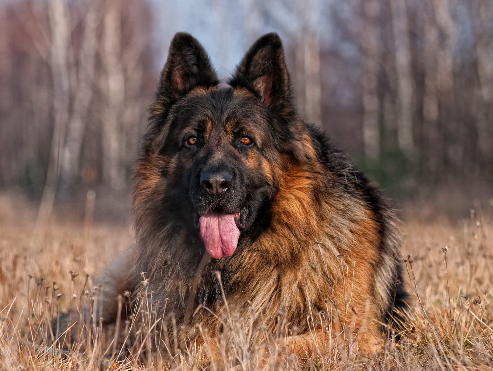 dog, german, shepherds wallpaper