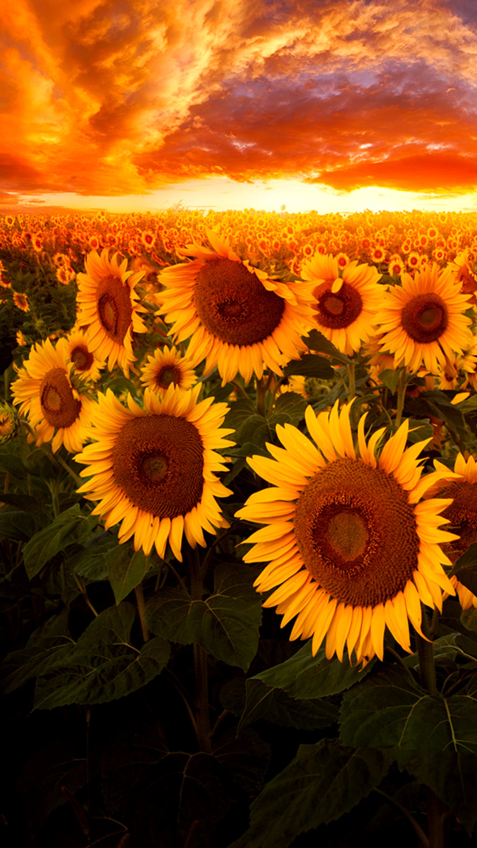 Il y a beaucoup de tournesols dans un champ avec un coucher de soleil en arrière-plan (tournesols, coucher de soleil)