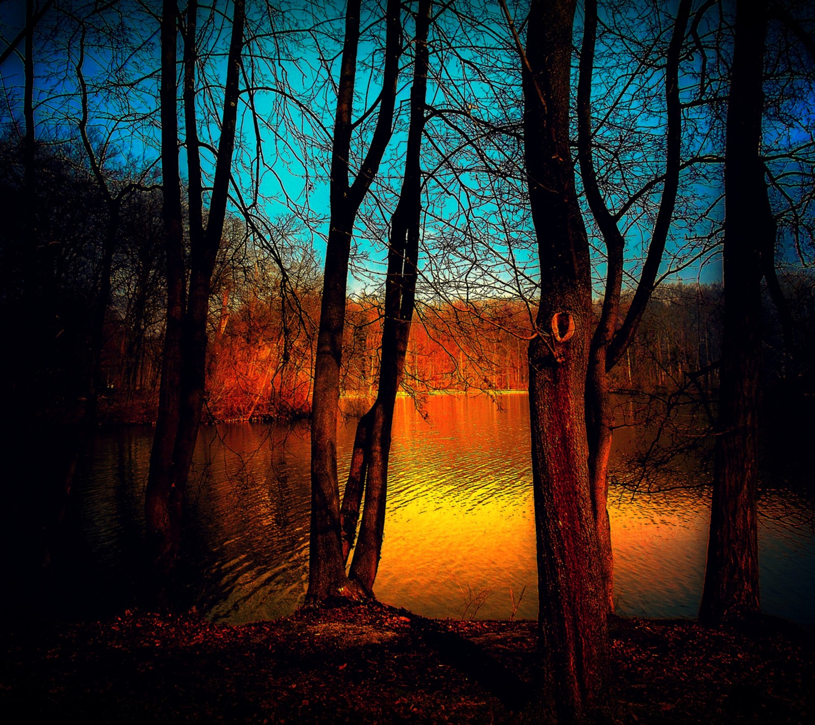 Des arbres se tiennent dans l'eau près d'un lac au coucher du soleil (étang, coucher de soleil)