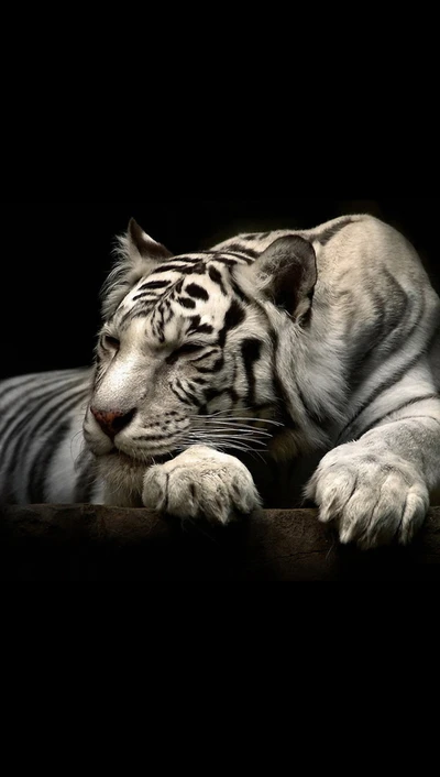 Majestic White Tiger Relaxing in Shadows