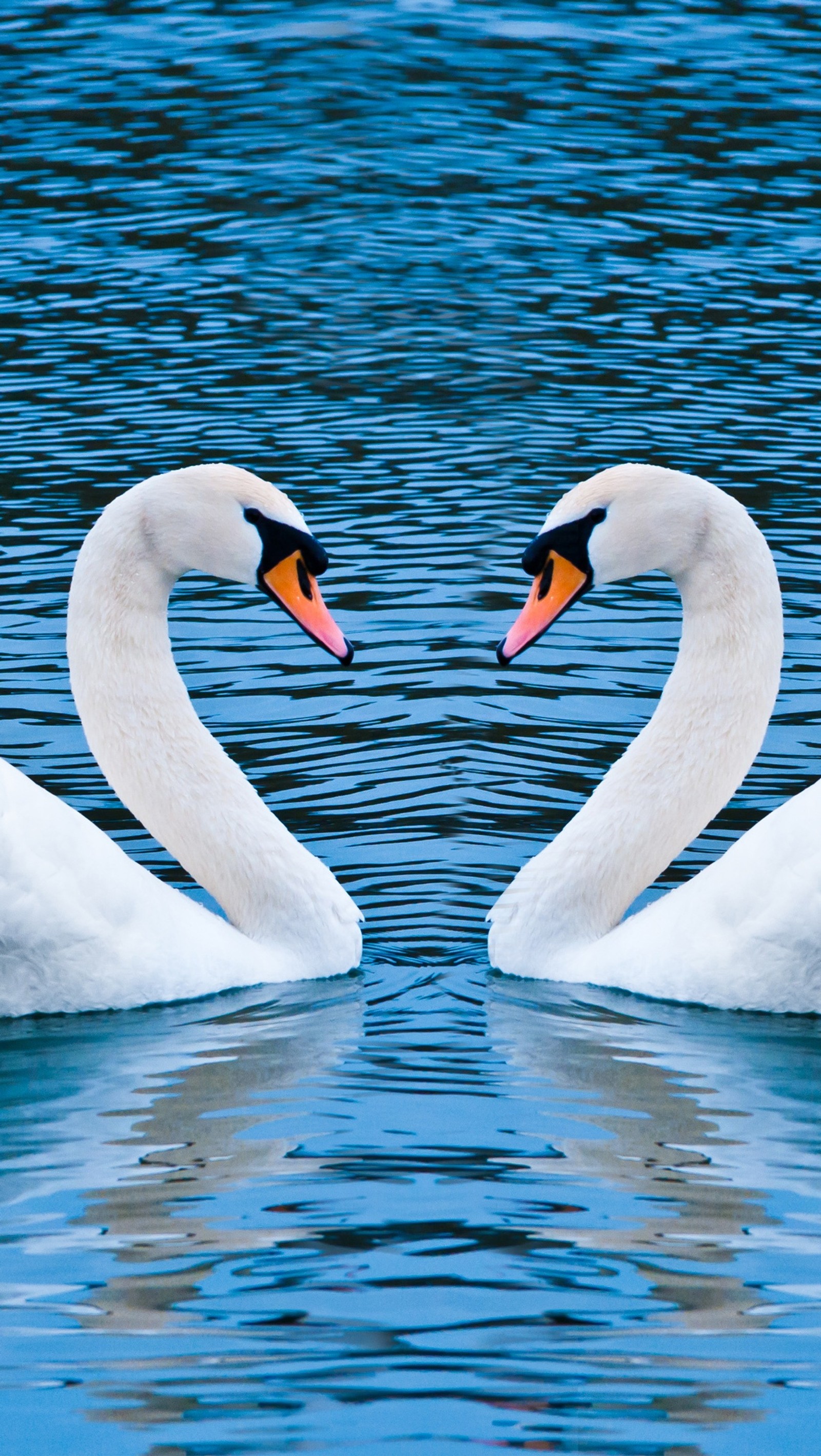 Dos cisnes están nadando en el agua formando una forma de corazón (lago, cisne)