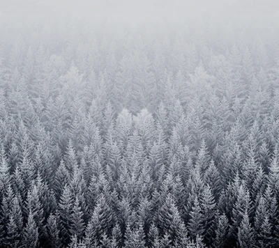 Winterwald: Eine ruhige schneebedeckte Landschaft