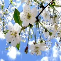 Fleur de pommier vibrante contre un ciel bleu clair