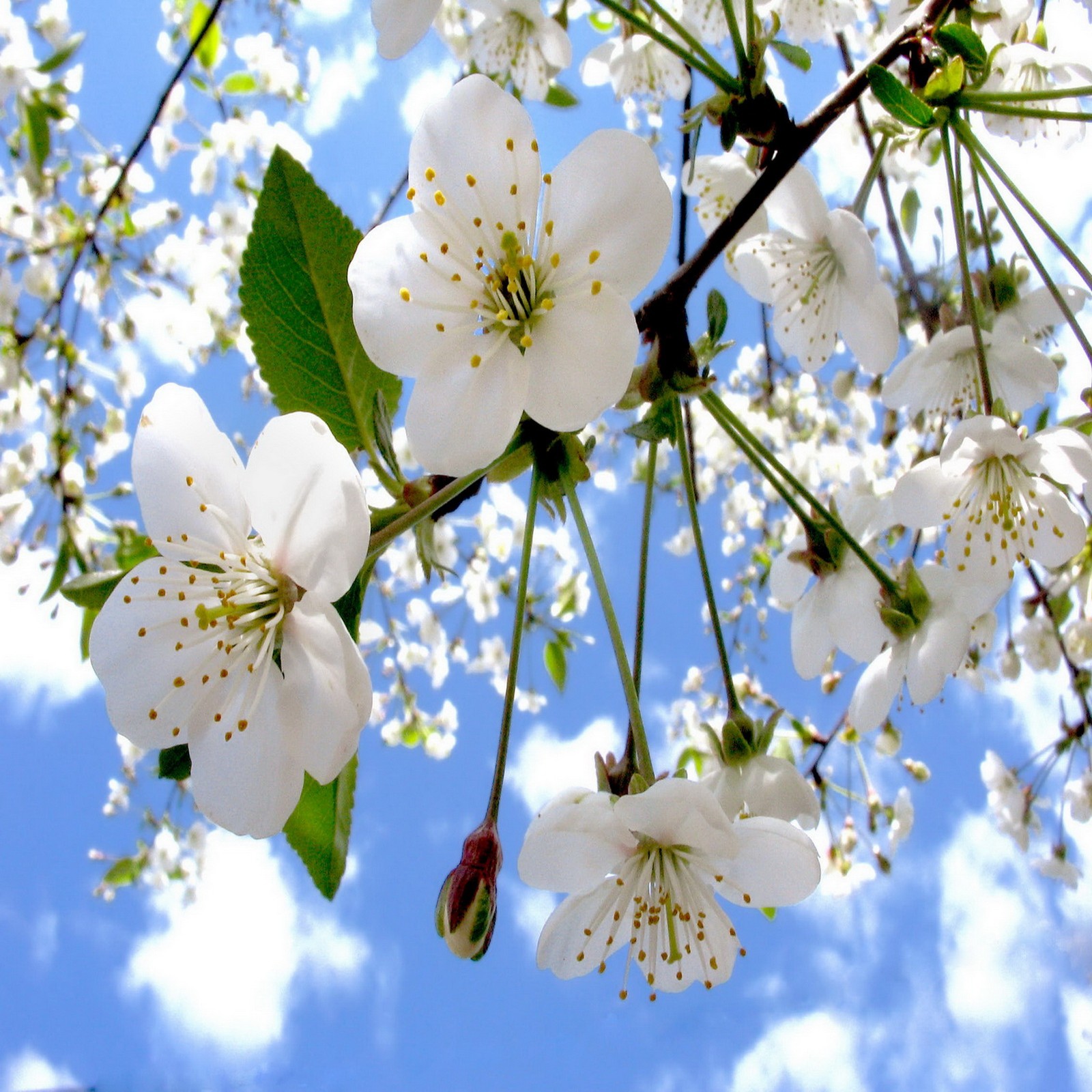 Descargar fondo de pantalla flor de manzano, sky tree