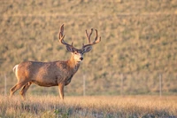 ciervo, caza, al aire libre, naturaleza, zedgehunt