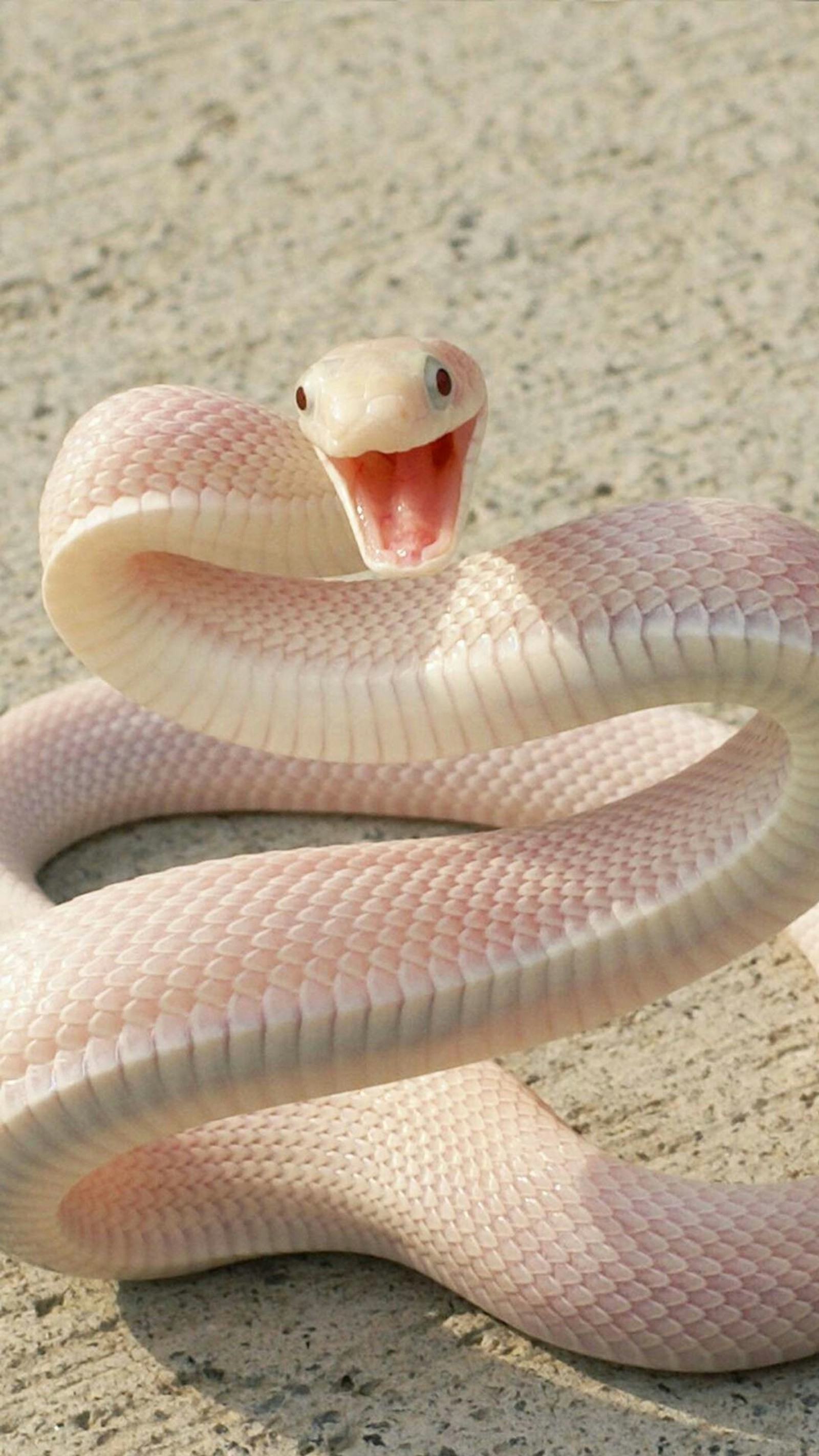 Hay una serpiente blanca con lengua roja en el suelo (serpenti, vipere)