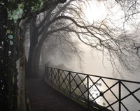 árbol, camino, puente