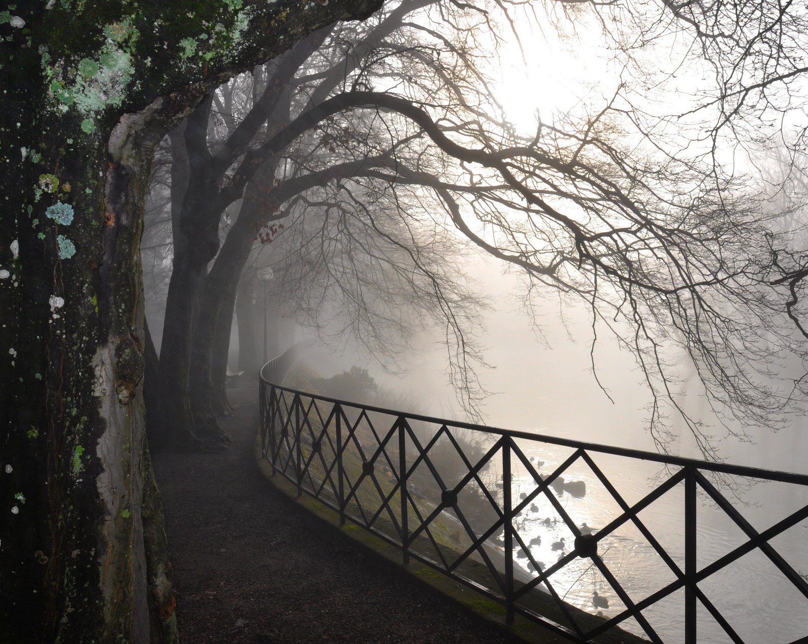 Baixar papel de parede árvore, caminho, ponte, estrada