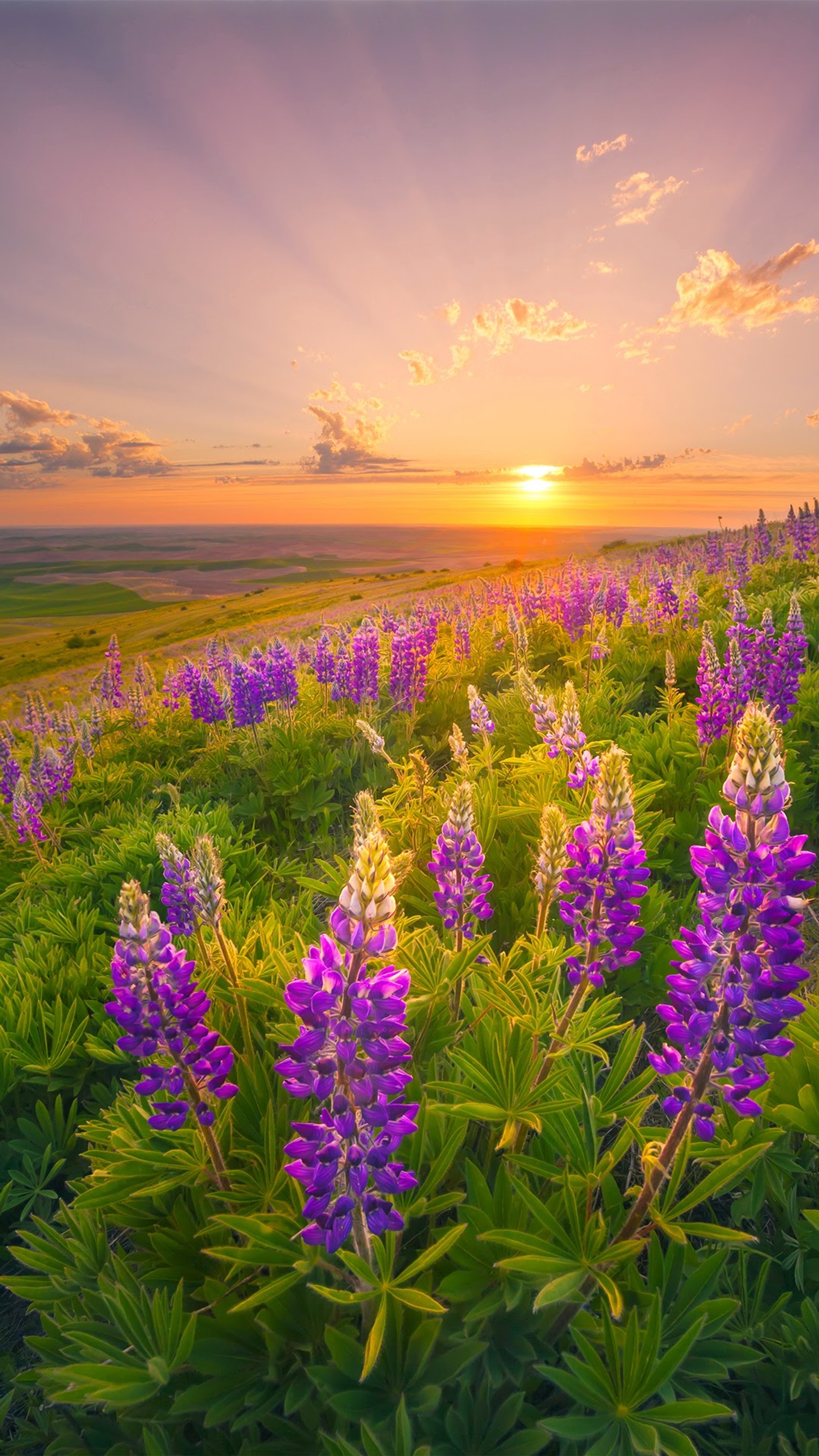 Purple flowers in a field with a sunset in the background (find 7, oppo)