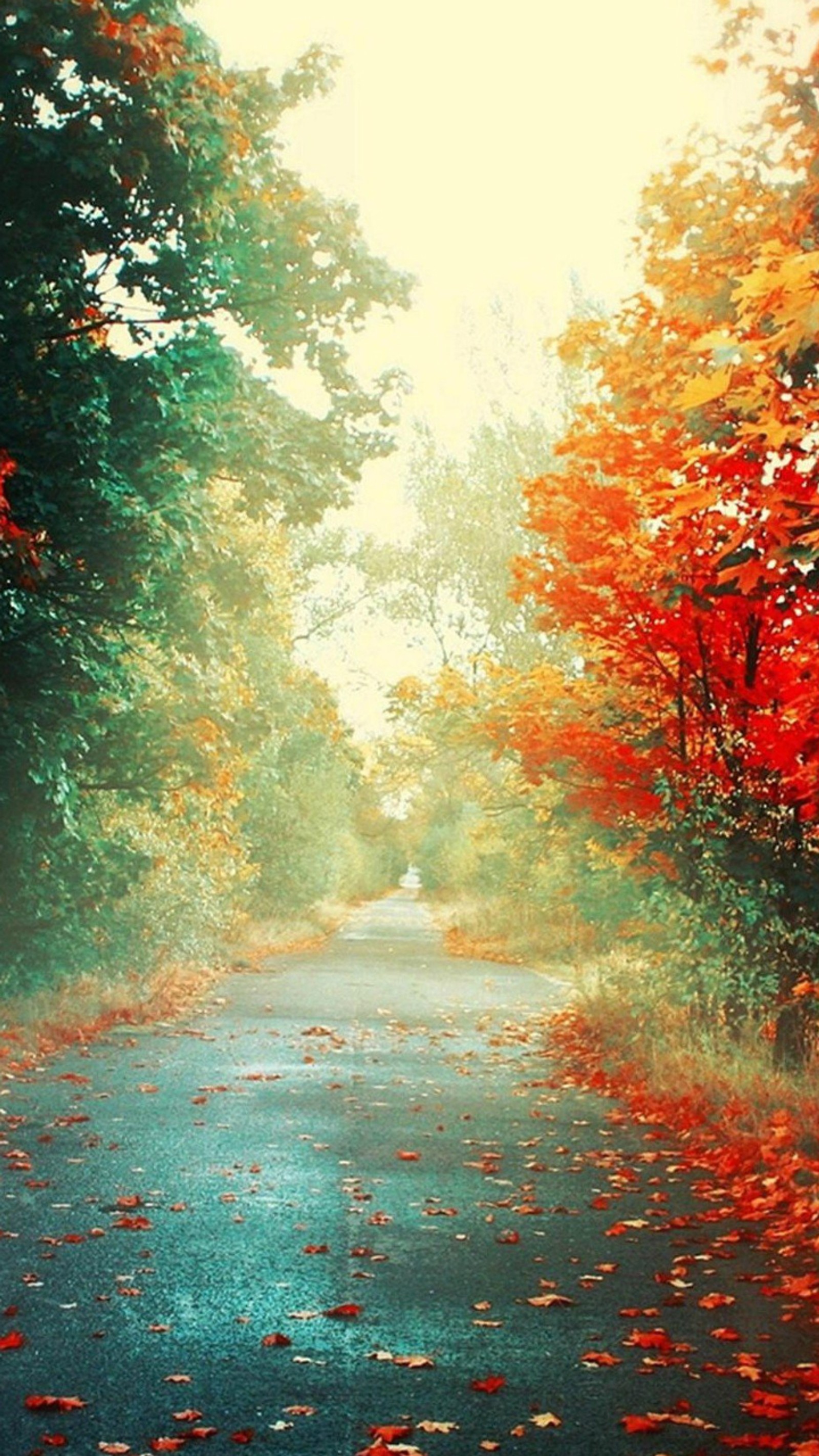 There is a picture of a road with leaves on the ground (camino, colors, disfruta, nature)