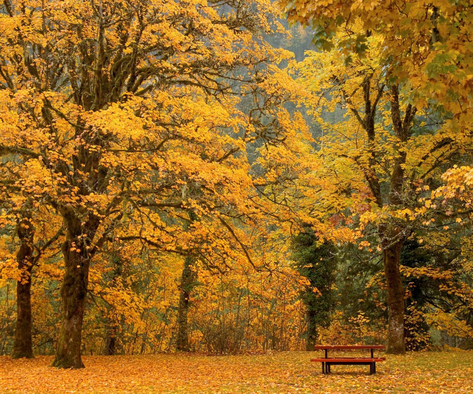 Bäume mit gelben blättern in einem park mit einer bank (herbst, bank, blätter, natur, gelb)