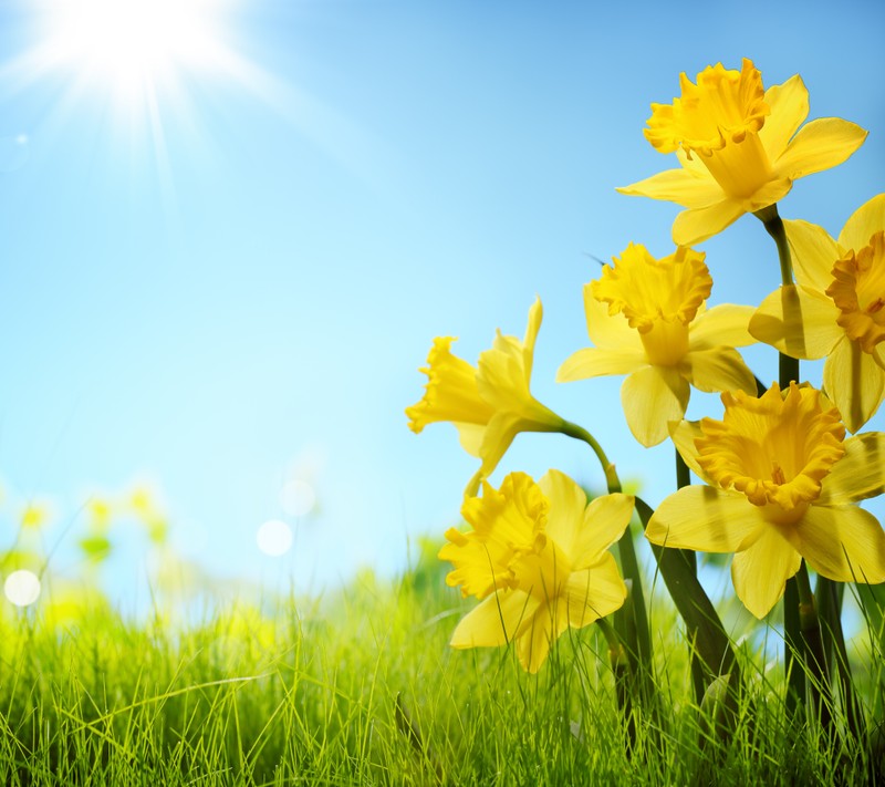 Yellow daffodils in a field of grass with the sun shining (cute, flowers, hd)