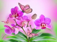 hermoso, mariposas, flores, orquídeas, rosa