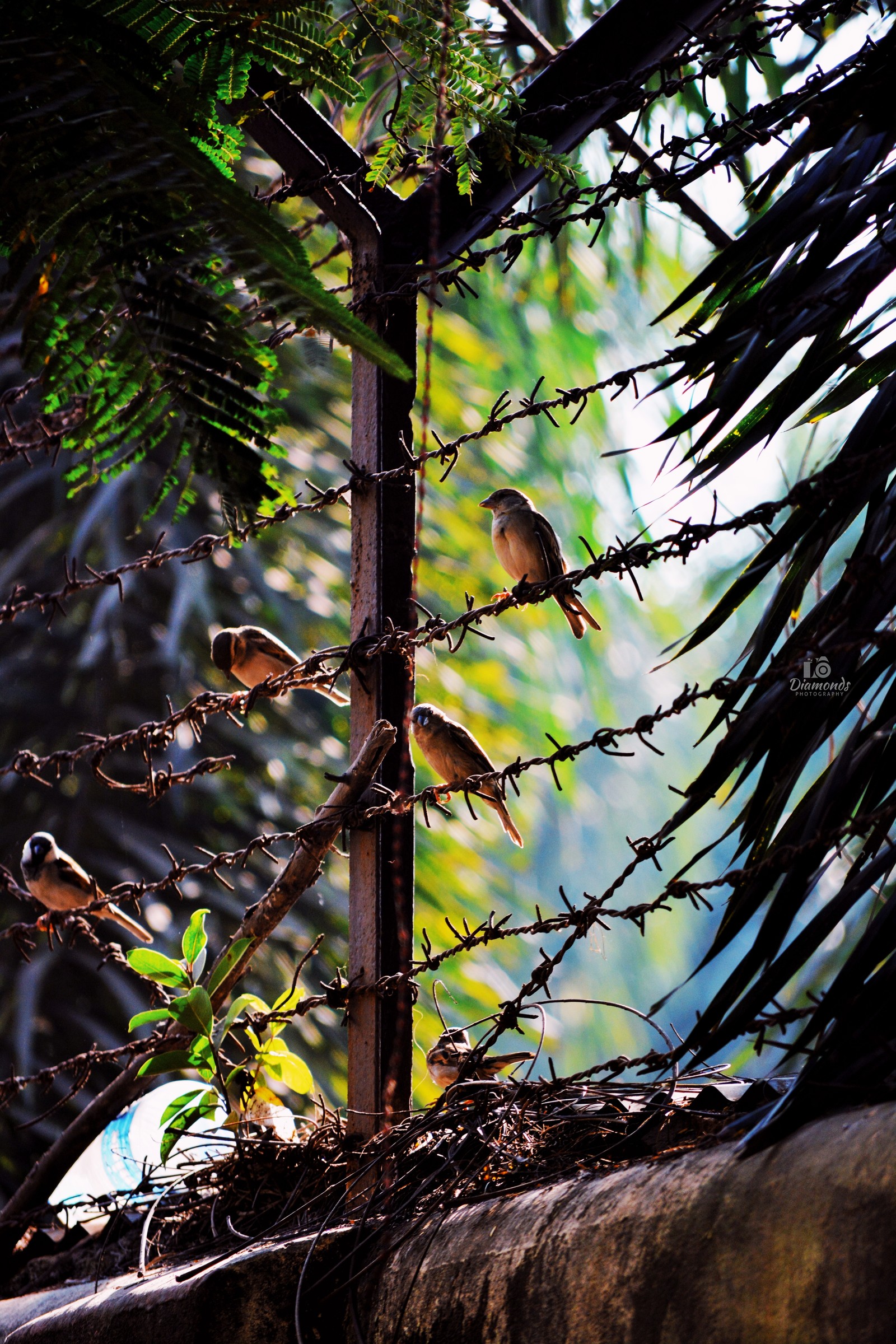 Hay muchas aves posadas en una rama de árbol al sol (ave, aves, negro, pájaros voladores, aquí)