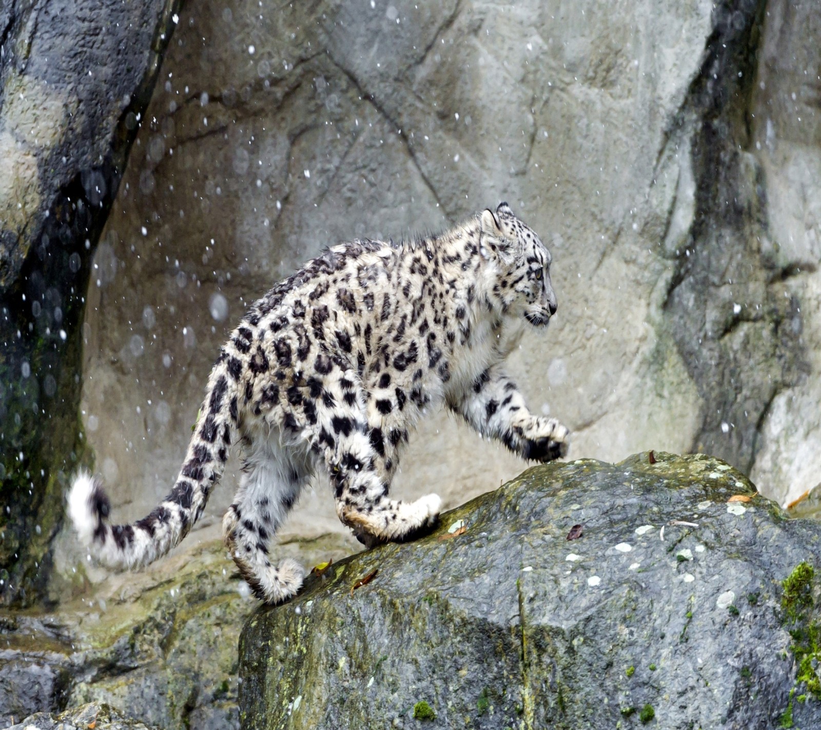 Ein schneeleopard geht auf einem felsen in einem zoogehege (tier, natur, wild)