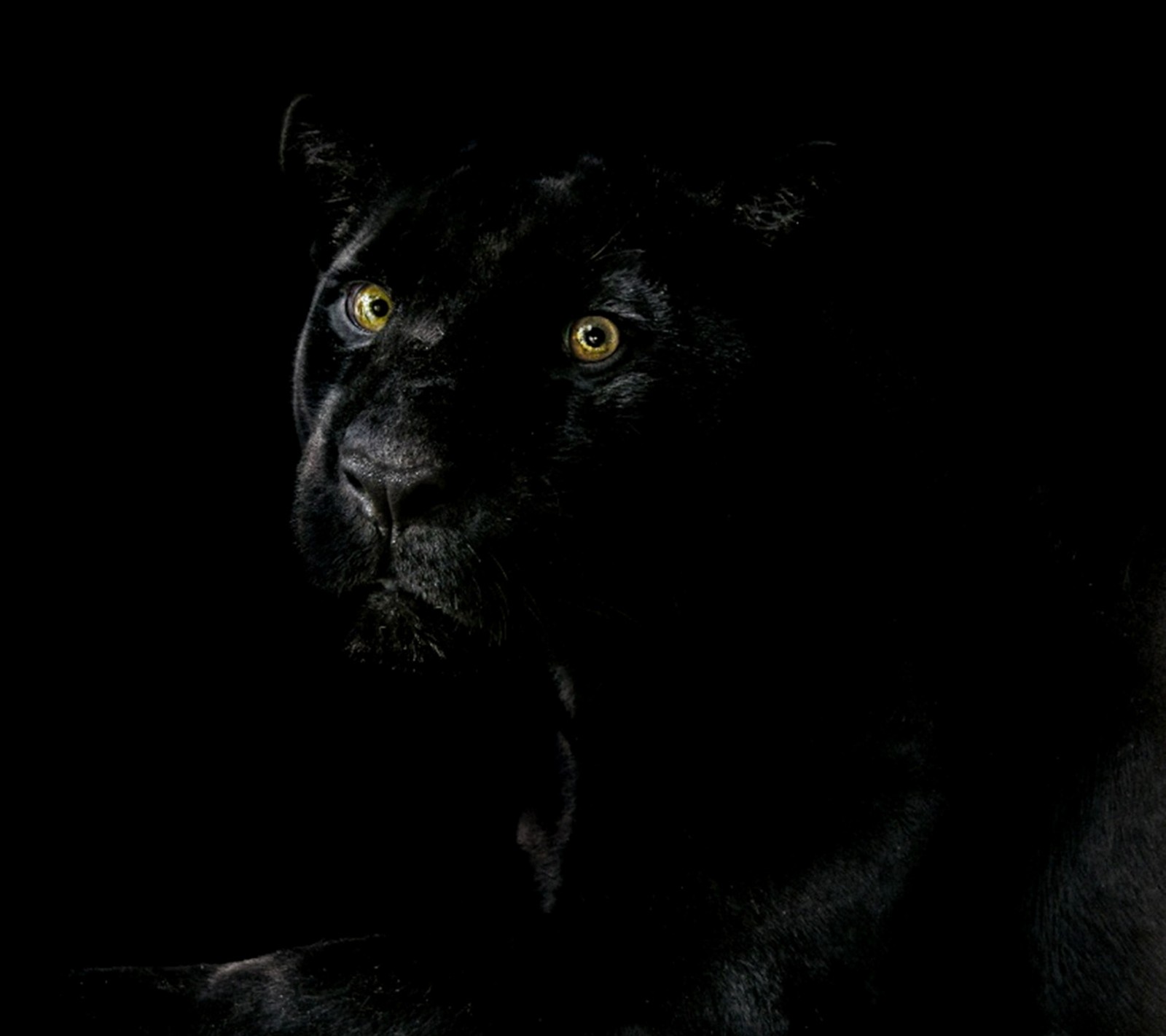 black, panther wallpaper