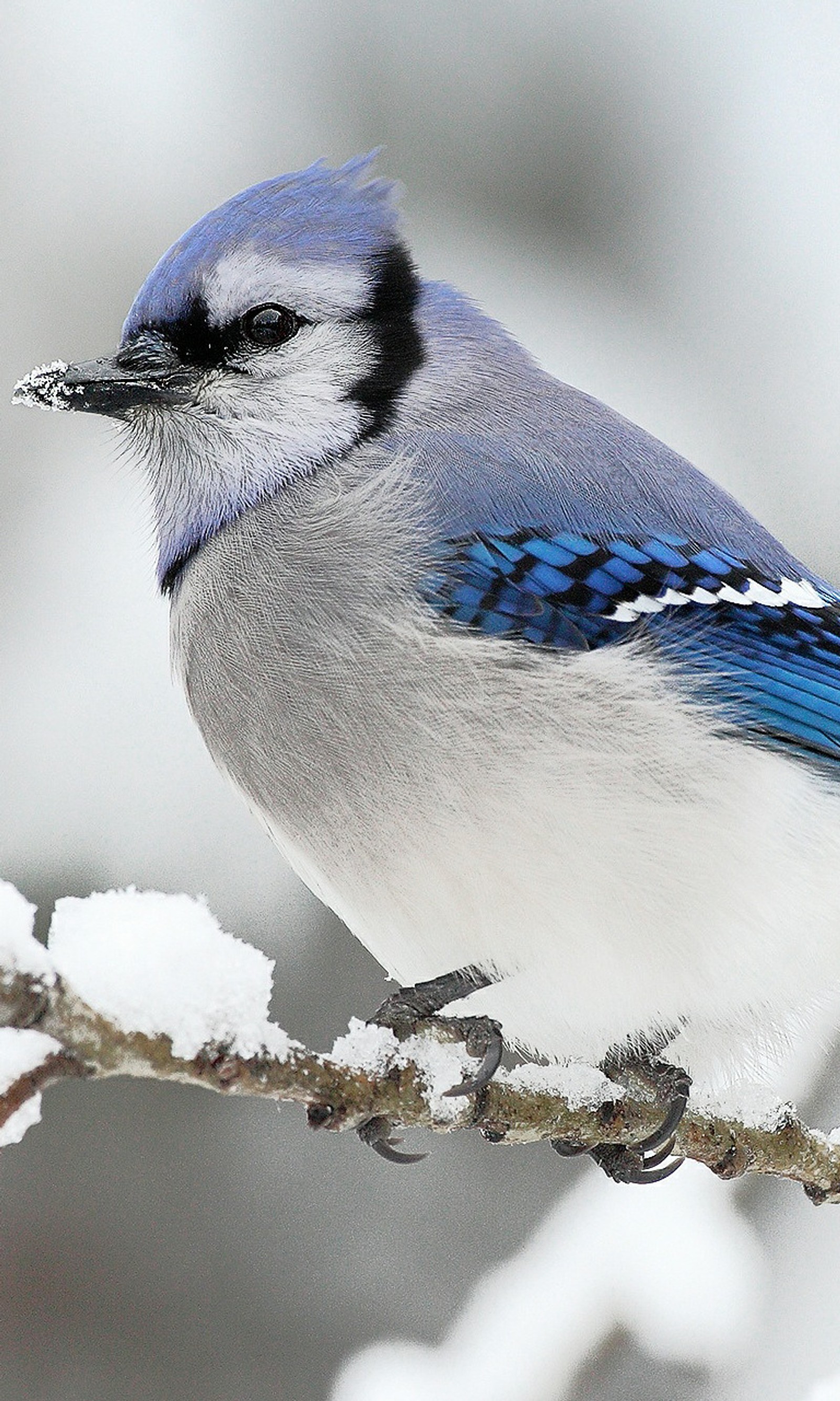 Um pássaro azul e branco pousado em um galho coberto de neve (legal)