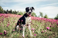 A playful hound sitting in a vibrant field of pink flowers under a clear sky.