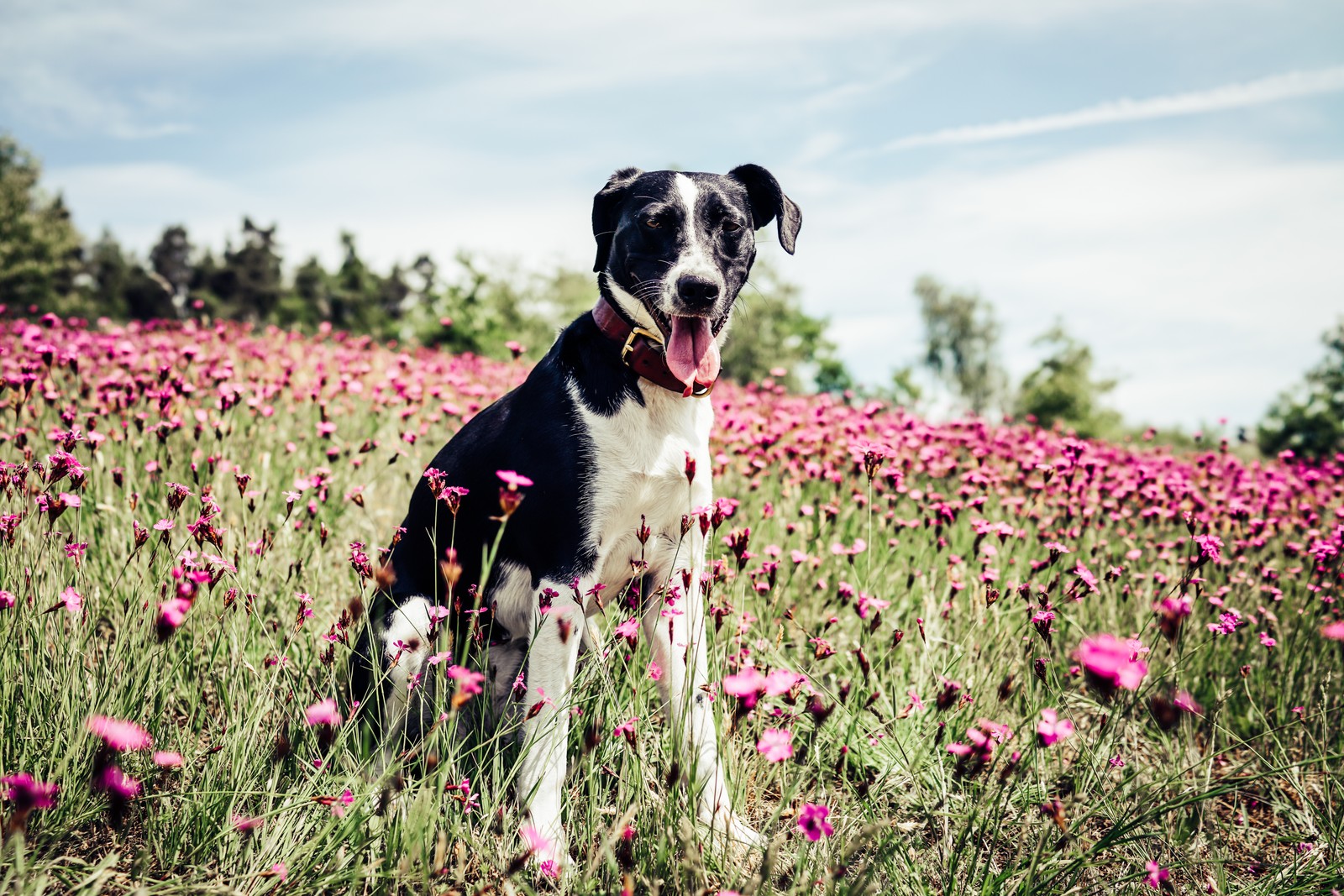 Un perro sentado en un campo de flores con la lengua afuera (perro de caza, perro, canidae, raza de perro, pasto)