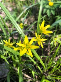 flora, flowering plant, yellow, plant, flower