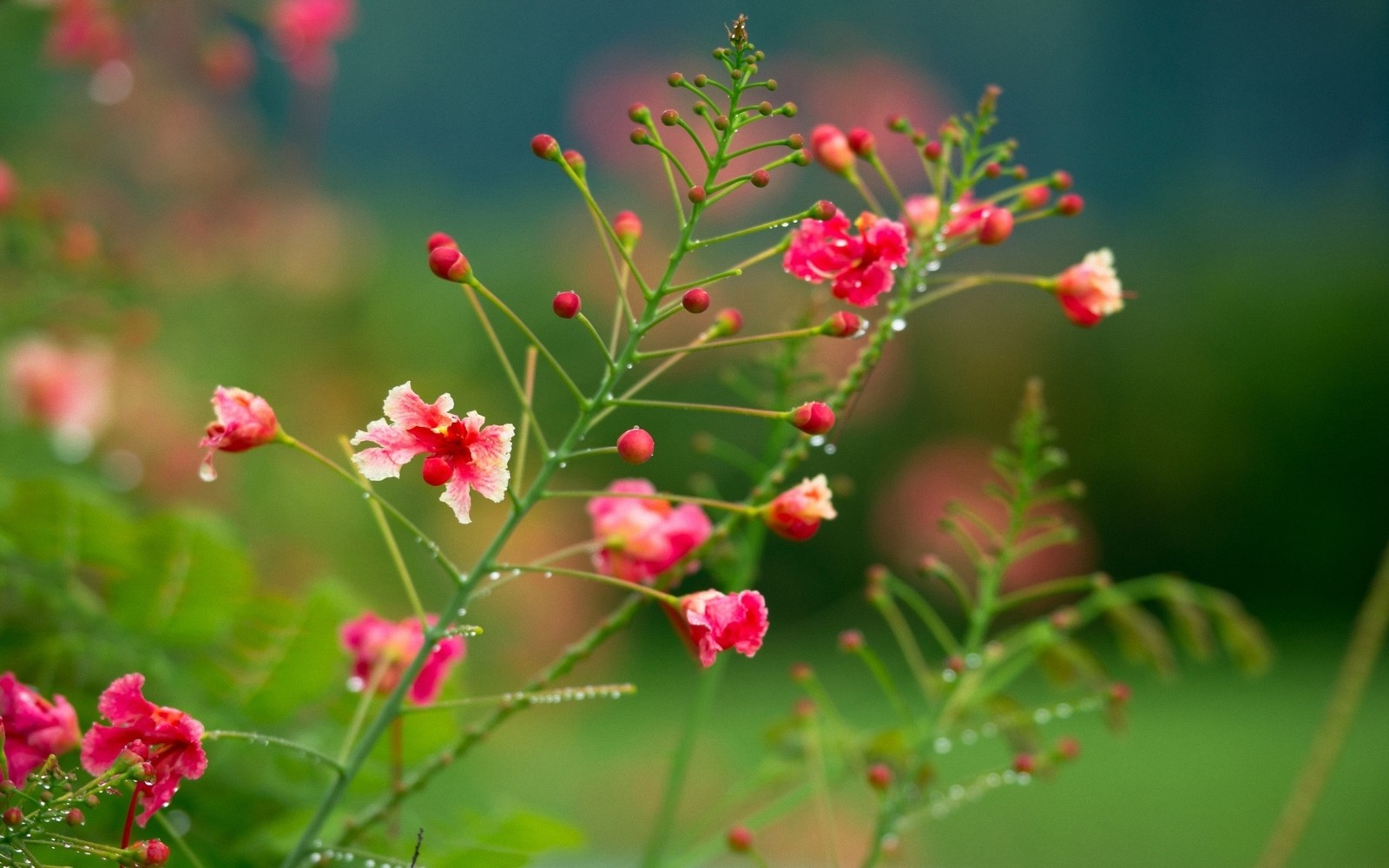 Hay una pequeña flor rosa que está creciendo en la hierba (planta, primavera, pétalo, tallo de planta, floración)