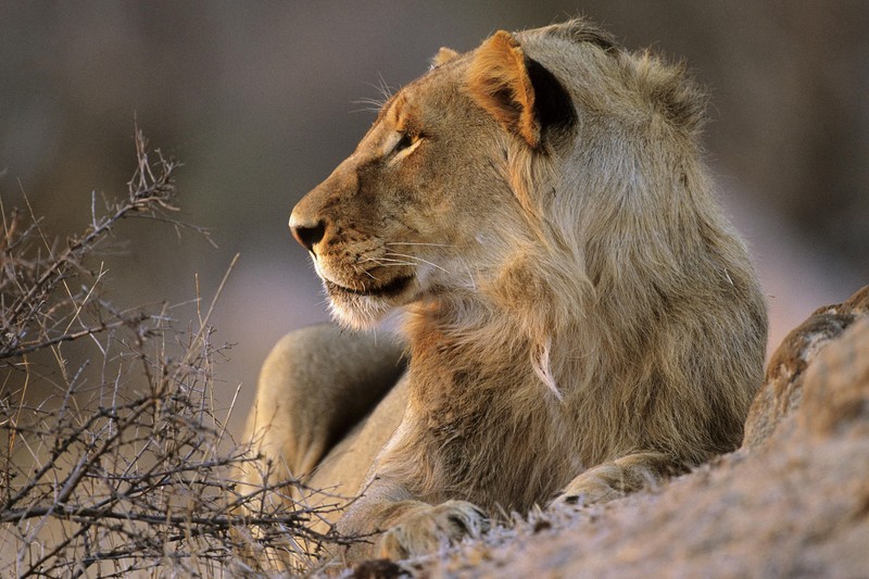 Леопард сидит на камне (национальный парк крюгера, лев, сафари, safari, дикая природа)