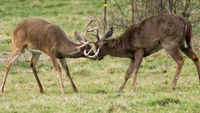 Two male white-tailed deer engaging in a sparring match in a grassy landscape.