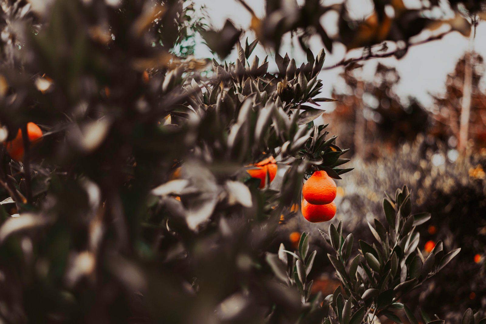 Hay un naranjo con naranjas creciendo nele (naranja, arbusto, flor, helecho, ramo)