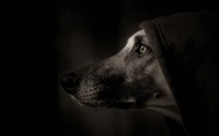 black, nose, snout, dark, black and white wallpaper