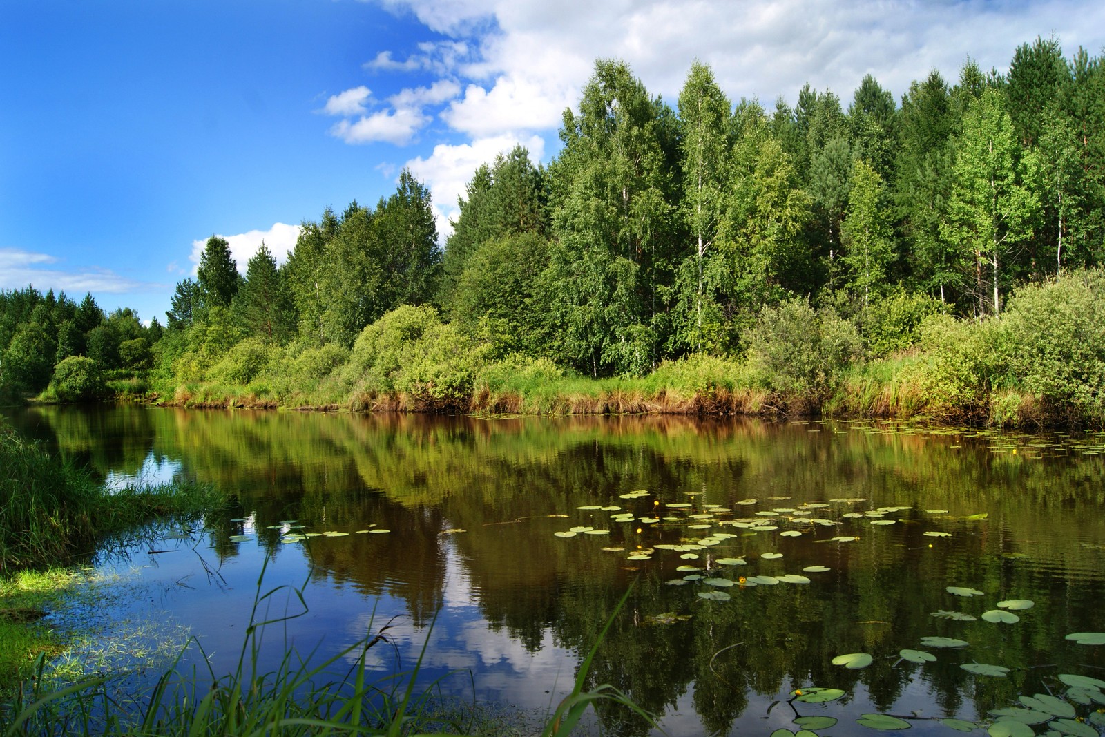 Une vue d'un lac avec des nénuphars et des arbres en arrière-plan (flueve, nature, lac, réflexion, eau)