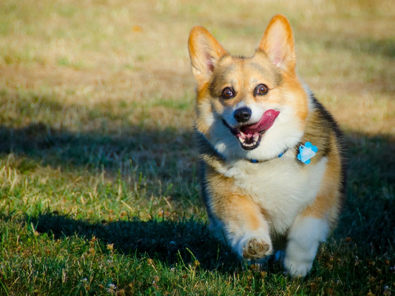 Um cachorro correndo na grama com um frisbee (corgi galês de pembroke, corgi galês, raça de cachorro, cardigan welsh corgi, focinho)