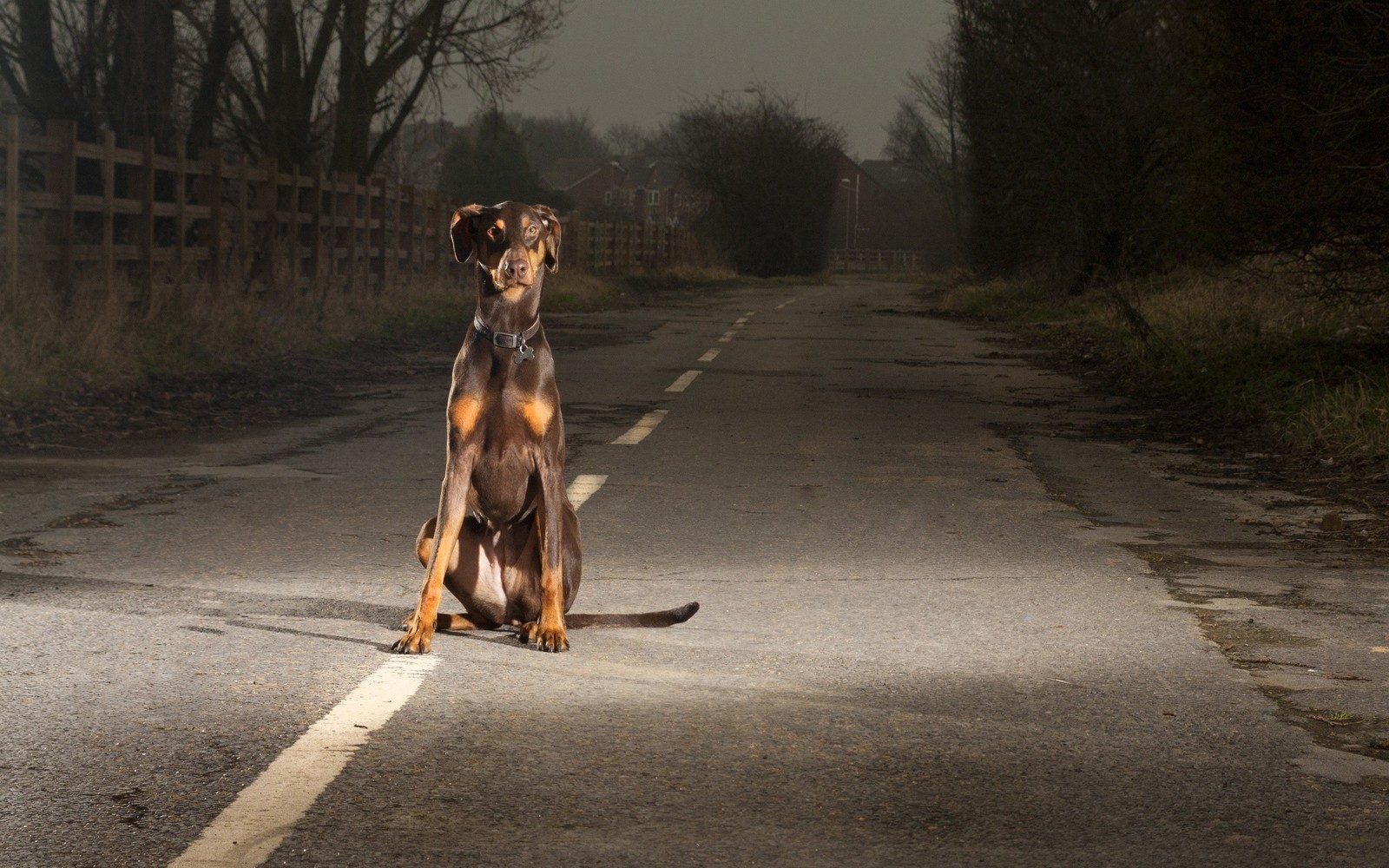 Há um cachorro sentado na estrada no escuro (raça de cachorro, raças de cães cruzadas, focinho)