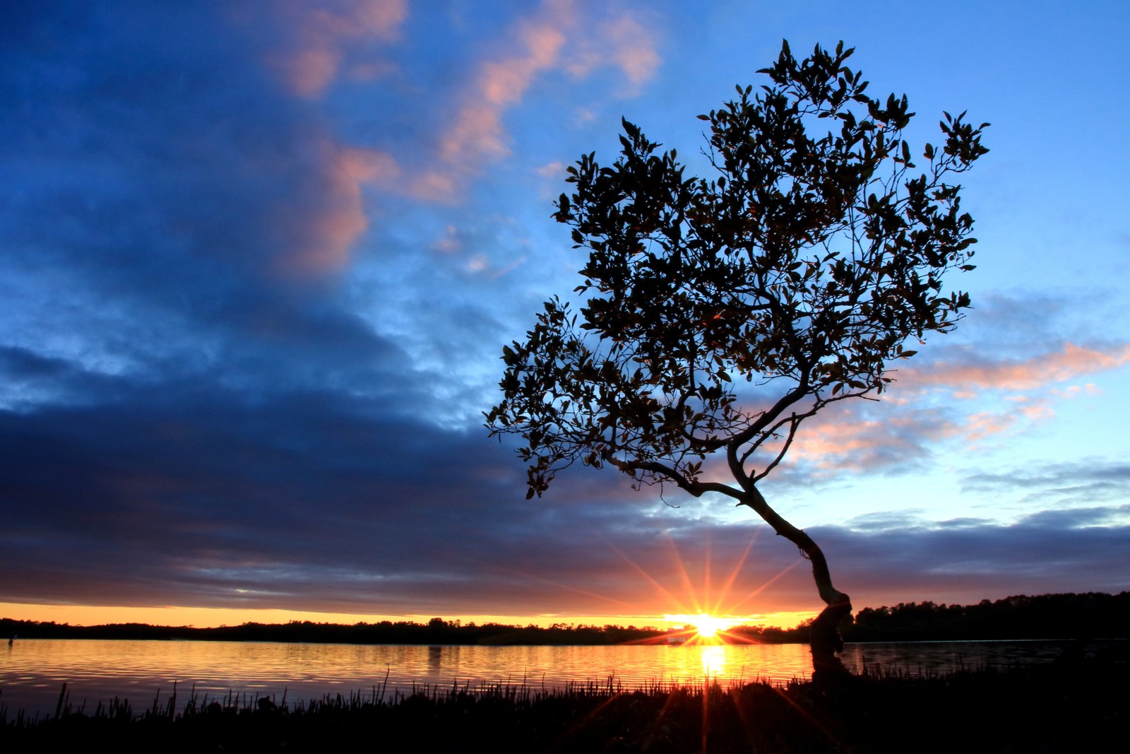 A tree is silhouetted against the setting sun on a lake (tree, cloud, sunset, horizon, sunrise)