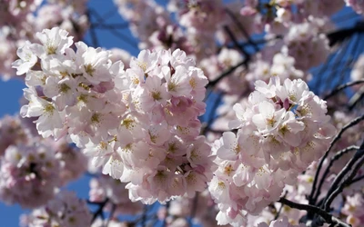 Soft Pink Cherry Blossom Blooms Against a Clear Blue Sky