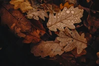 Feuilles d'automne avec des gouttes de rosée sur un sol forestier sombre