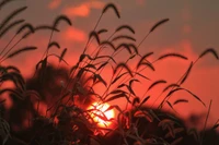 Pôr do sol dourado silhuetado por gramíneas contra um céu ardente