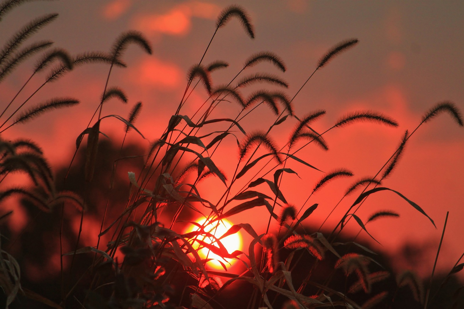 Un coucher de soleil au loin avec un champ d'herbe haute au premier plan (coucher de soleil, rouge, plante, feuille, usine)