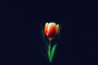 tulip flower, orange tulips, dark background, 5k, flowers wallpaper