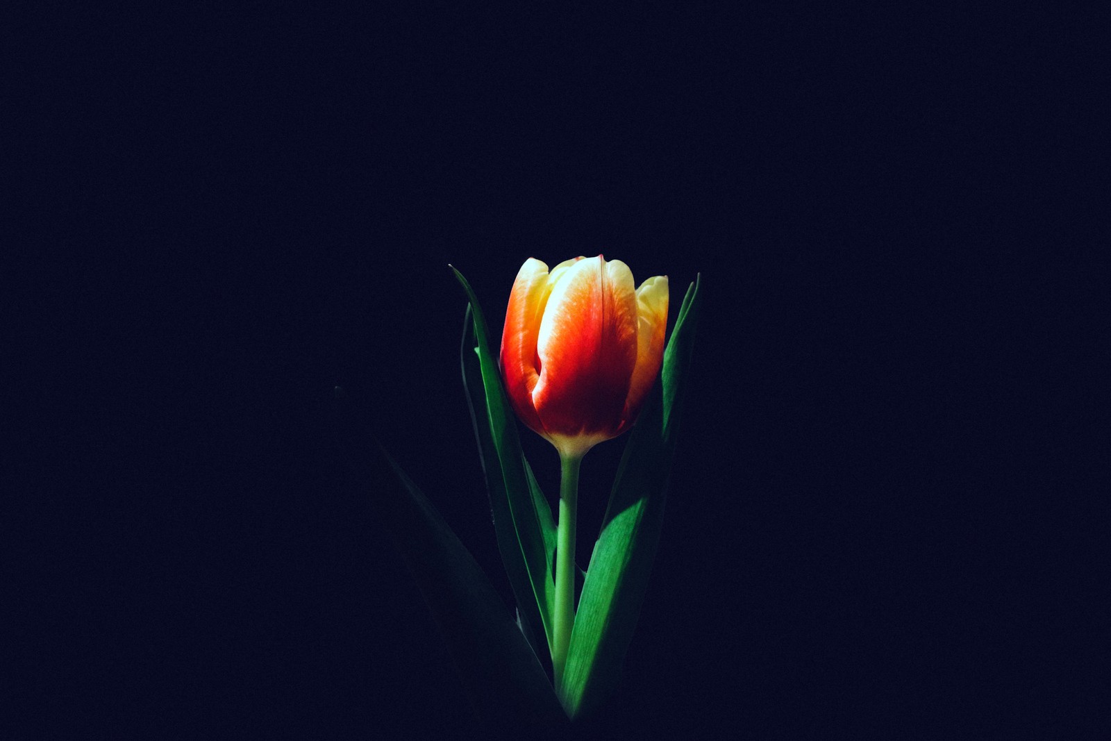 tulip flower, orange tulips, dark background, 5k, flowers wallpaper