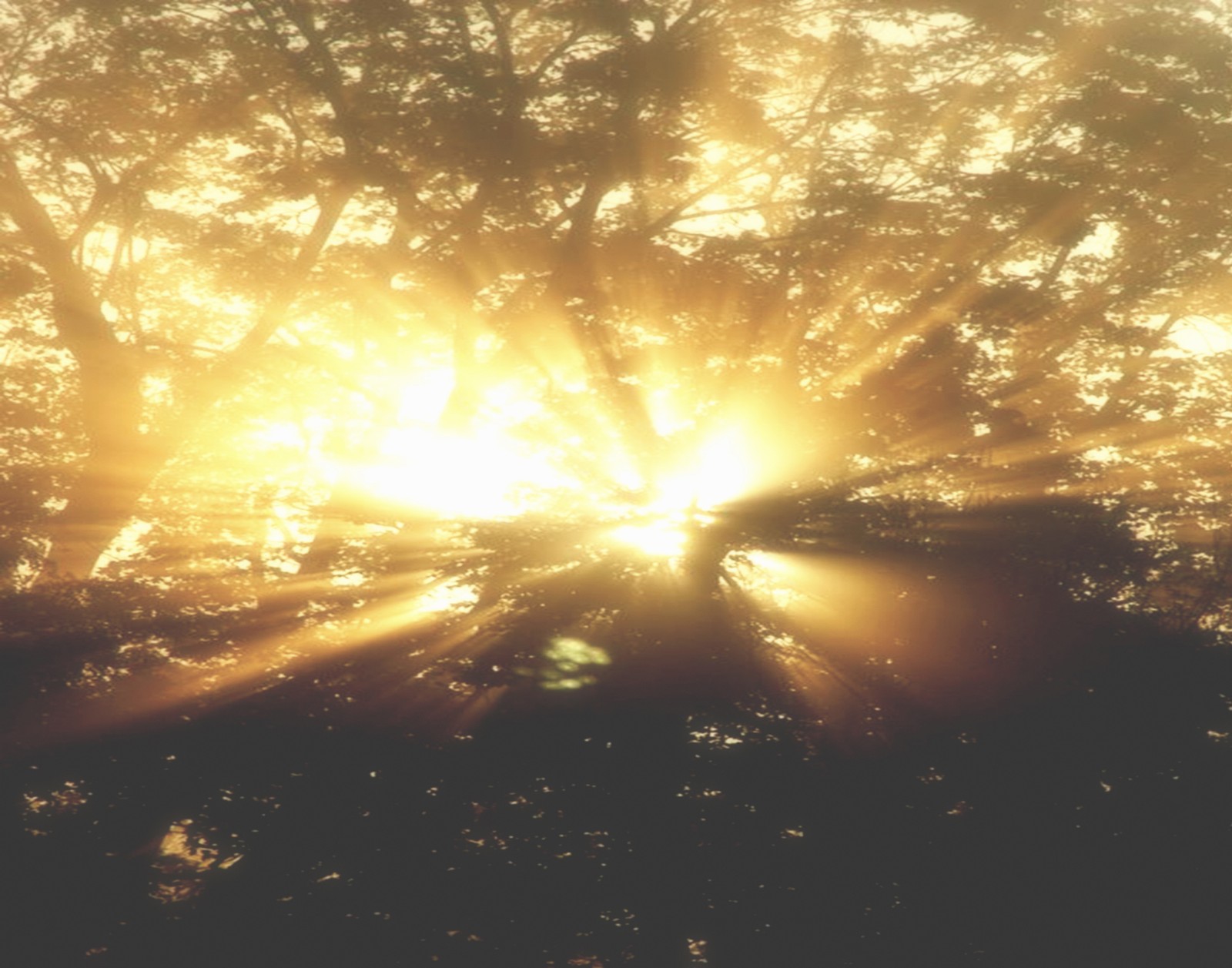 Sunlight shining through the trees in a forest with a bench (sunlight, light, sun, morning, tree)