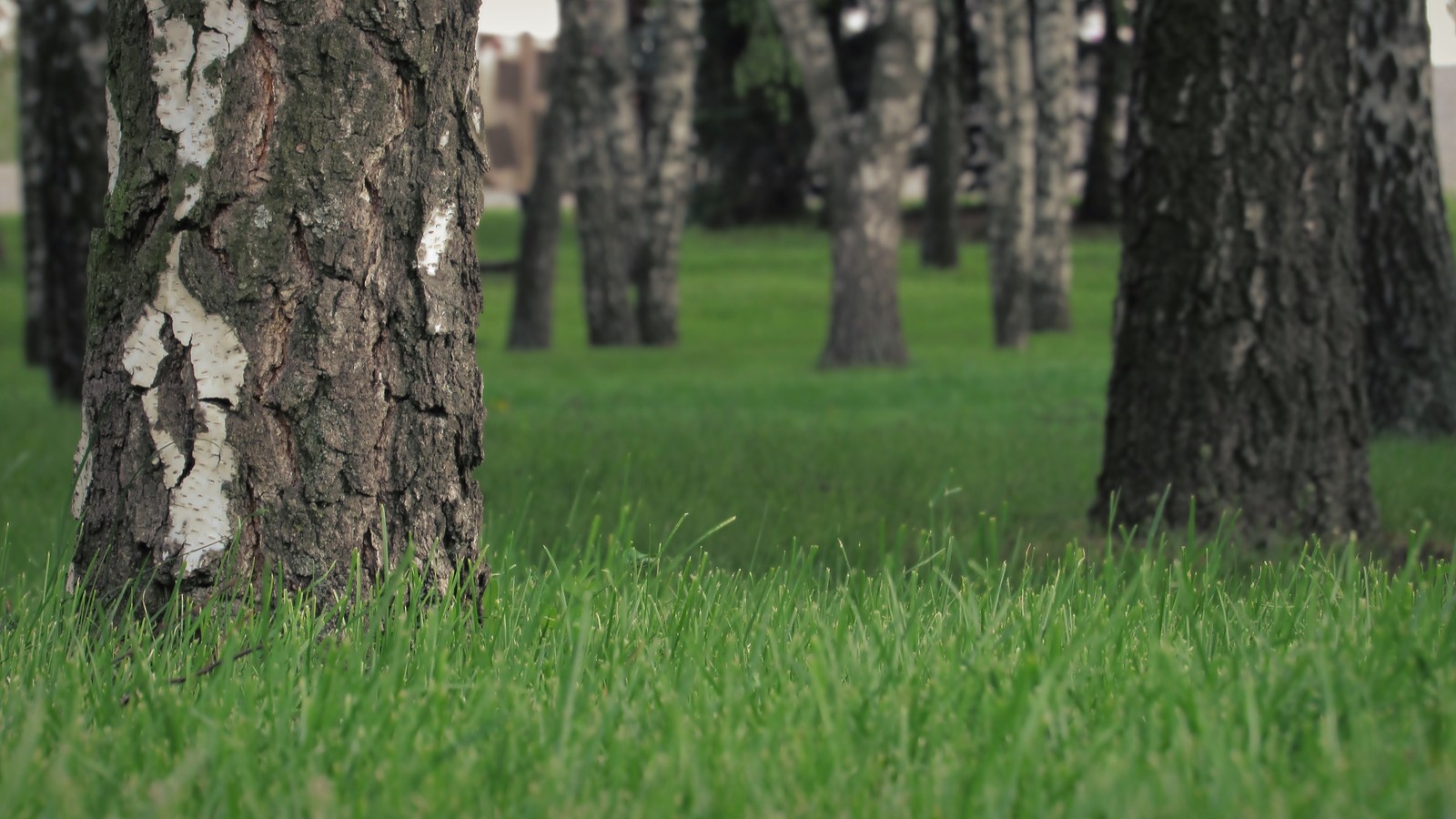 Há um campo de grama verde com árvores ao fundo (grama, planta lenhosa, árvore, natureza, porta malas)