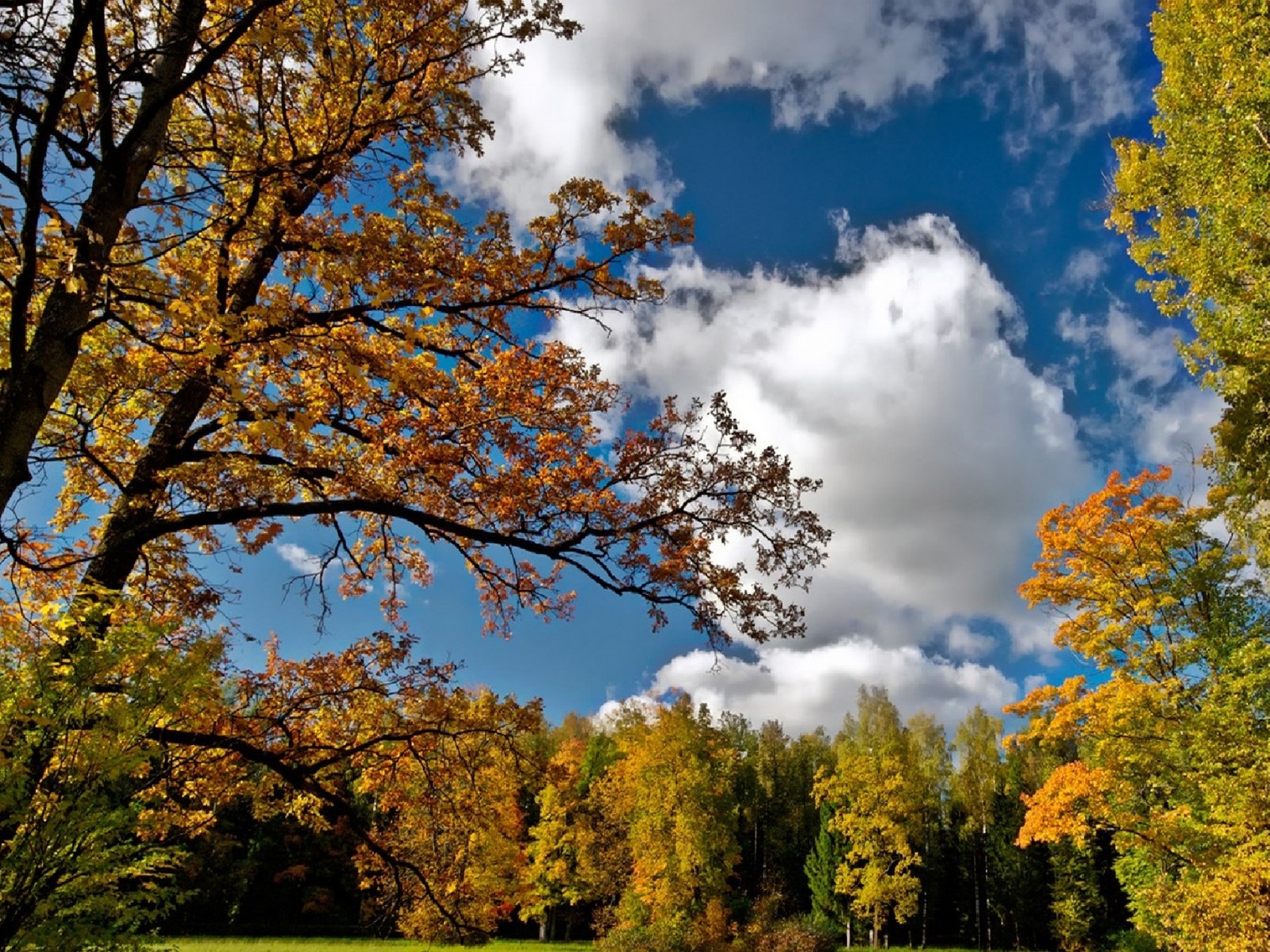 Une vue d'un champ avec des arbres et un banc au milieu (arbre, nature, nuage, automne, plante ligneuse)