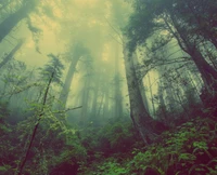 forêt, nature, selva