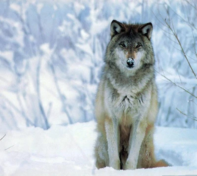 animal, legal, neve, inverno, lobo