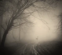 dark background trees, deer forest, path fog